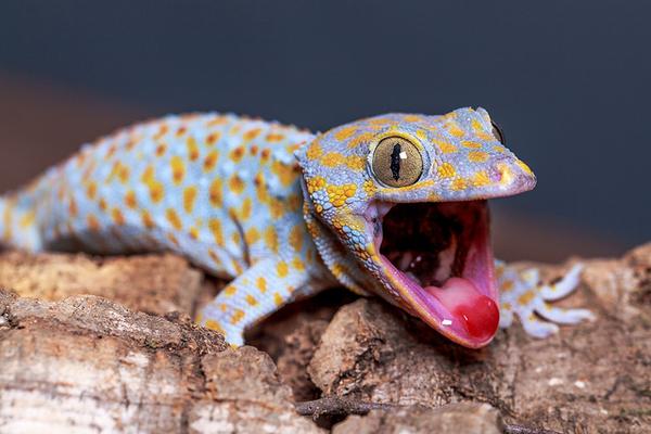 tokay_gecko_2.jpg