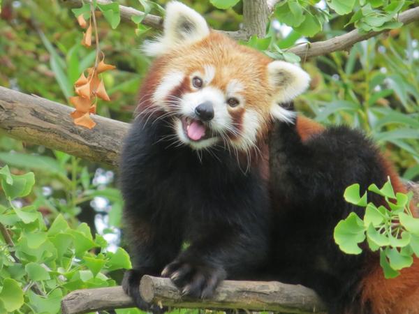 red_panda_in_a_gingko_tree.jpg