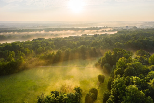 Réveil de la forêt