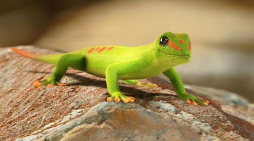 day-gecko.jpg