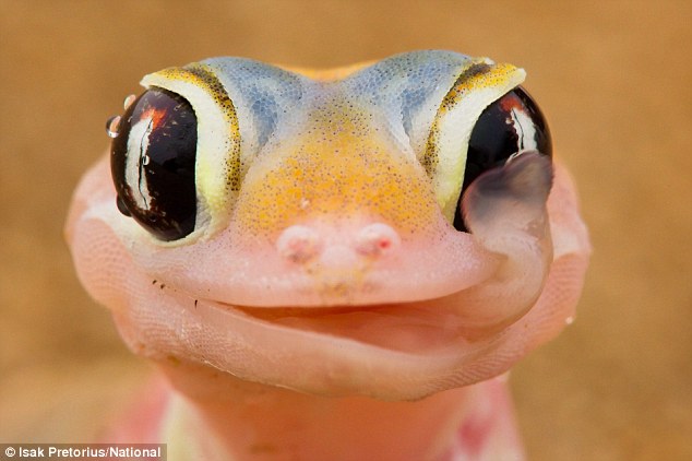 geckos1.jpg
